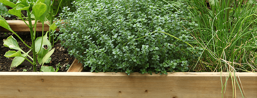 Potager aromatique partagé